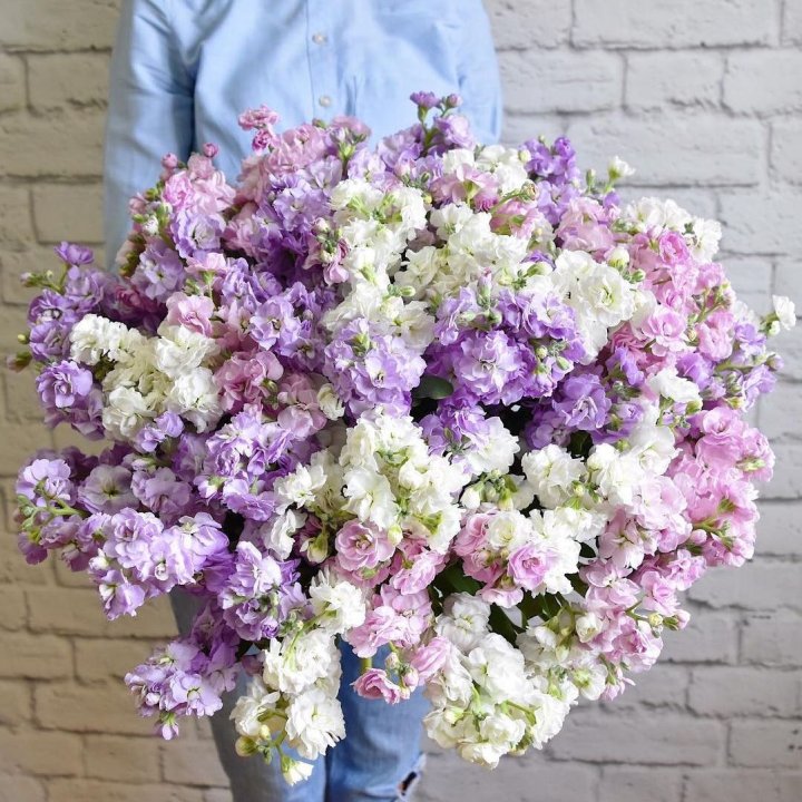 Облако маттиол в Ангарске