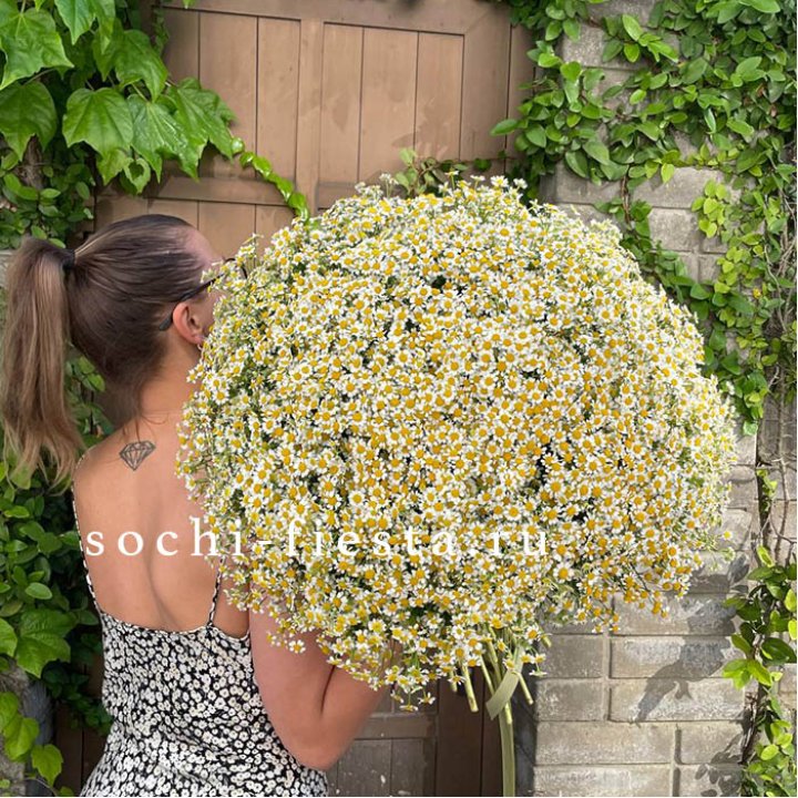 101 ромашка в Ангарске