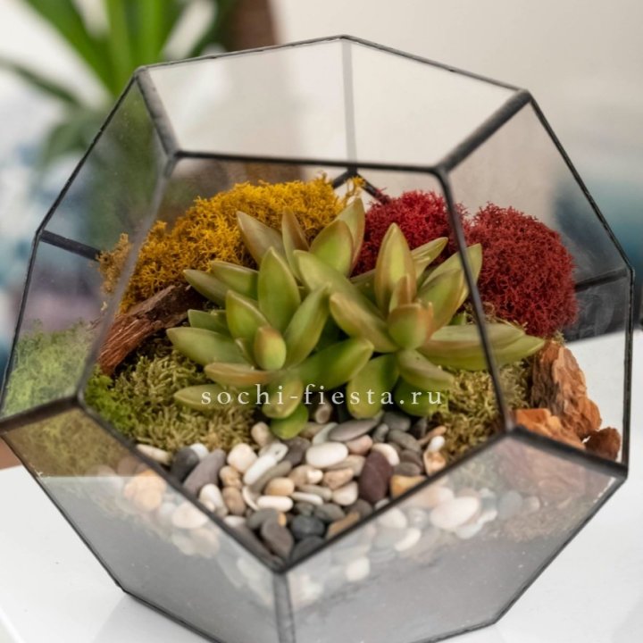 Флорариум “Додекаэдр” с суккулентом Седум в Ангарске