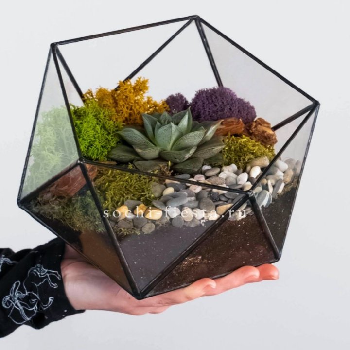 Флорариум “Икосаэдр” с суккулентом Каменная Роза в Ангарске
