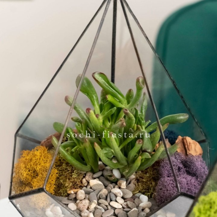 Флорариум “Капля” с суккулентом Крассула Хоббит в Ангарске