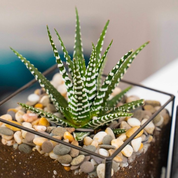 Флорариум Кубик с суккулентом Хавортия в Ангарске