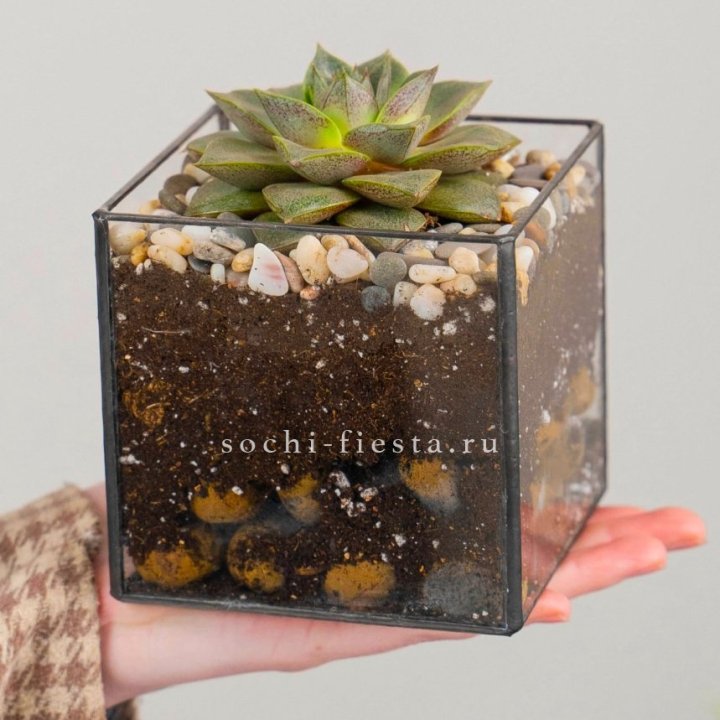 Флорариум Кубик с суккулентом Каменная роза в Ангарске