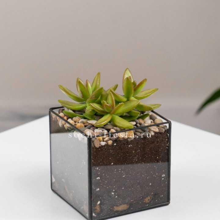 Флорариум Кубик с суккулентом Седум в Ангарске