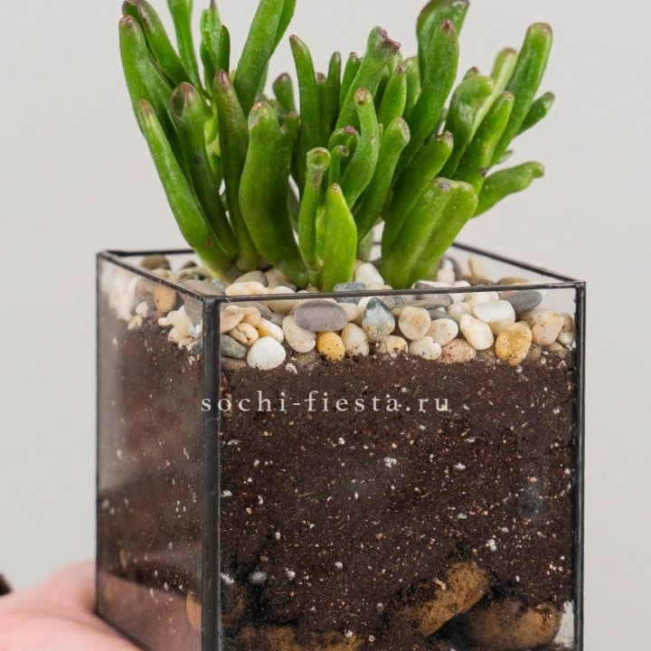 Флорариум Кубик с суккулентом Хоббит в Ангарске