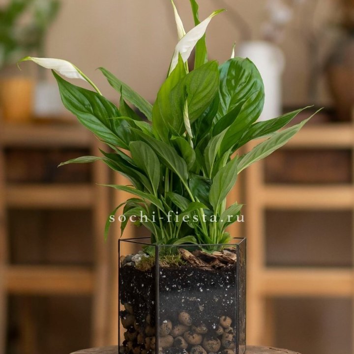 Спатифиллум в кашпо Пятиугольник в Ангарске