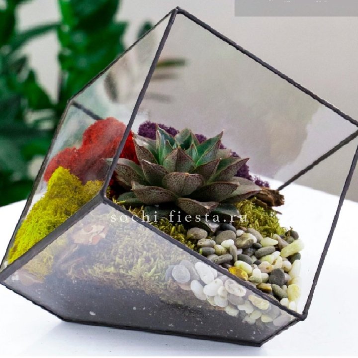 Флорариум Куб усеченный с суккулентом Каменная роза в Ангарске