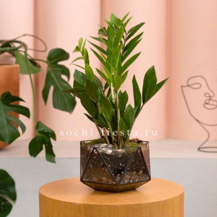 Замиокулькас в кашпо Икосаедр в Ангарске