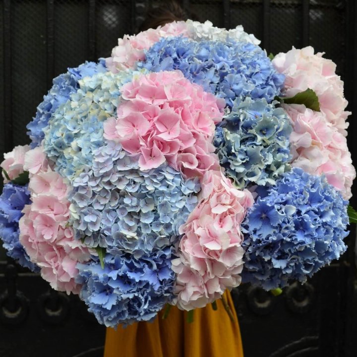 Букет гортензий "Фонтан" в Ангарске