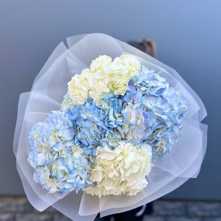 5 бело-голубых гортензий в Ангарске