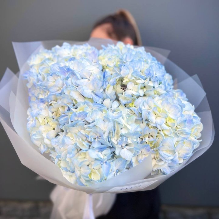 5 голубых гортензий в Ангарске