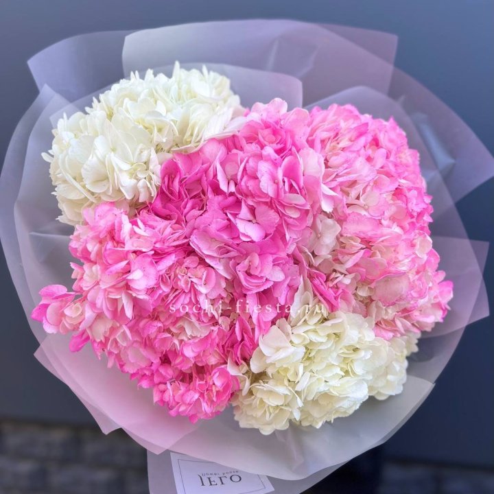 5 бело-розовых гортензий в Ангарске