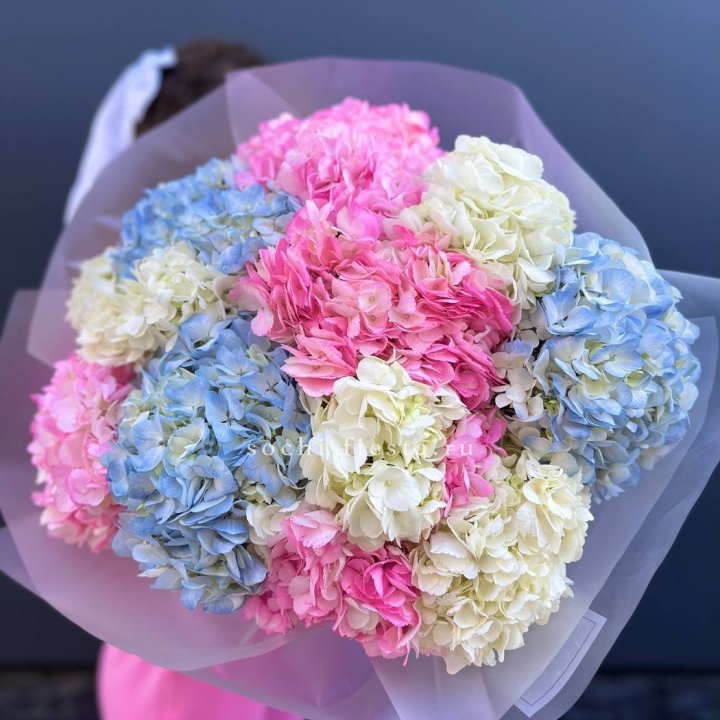11 гортензий микс в Ангарске