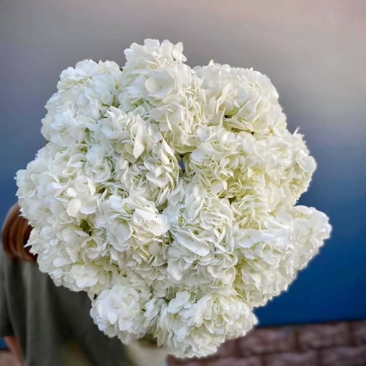 Охапка белой гортензии в Ангарске