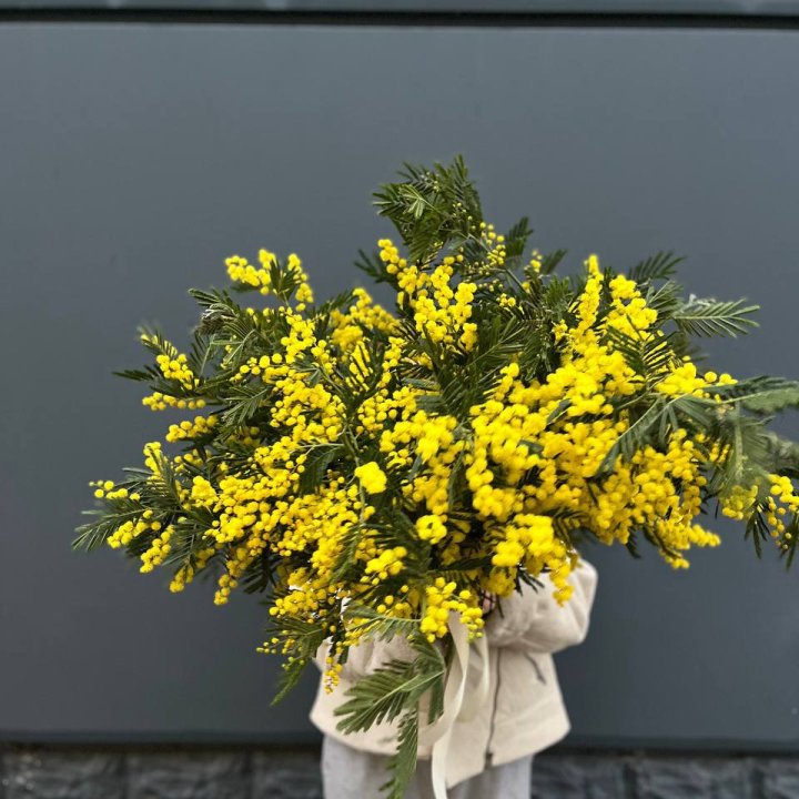 Охопка мимозы в Ангарске