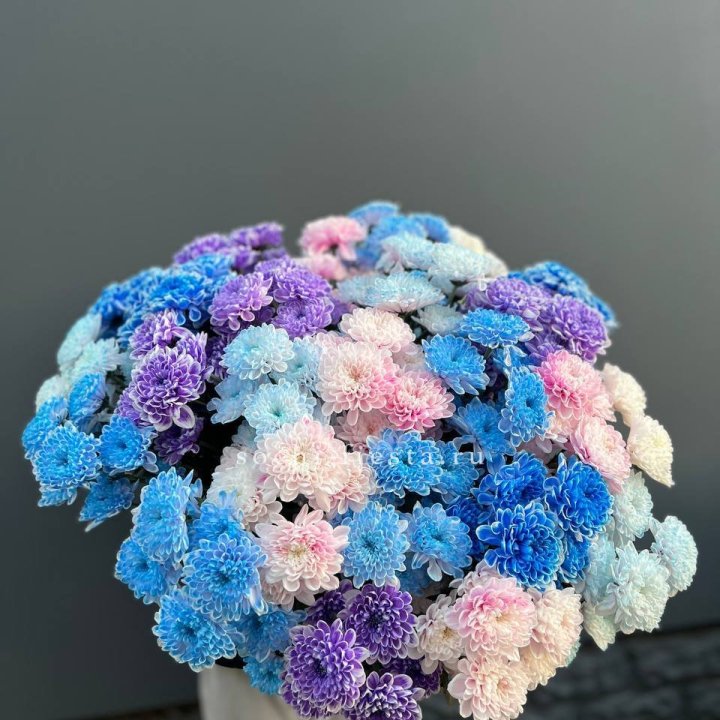 25 цветных хризантем в Ангарске