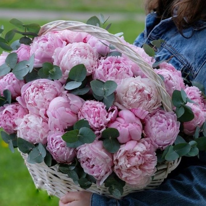 51 пион в корзине в Ангарске